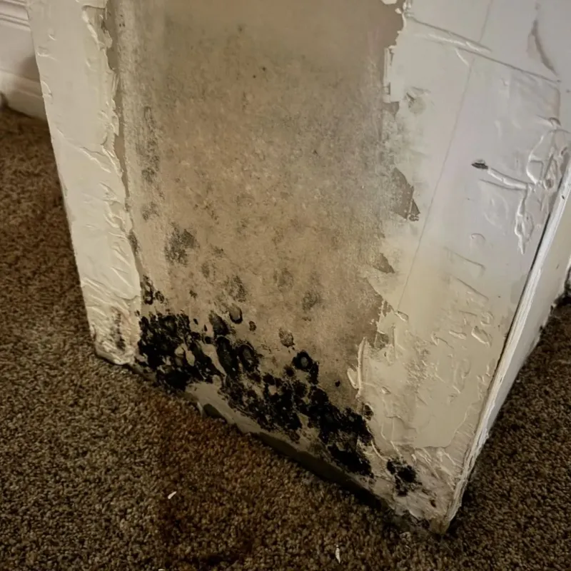 Professional Mold Removal in Lockport, NY